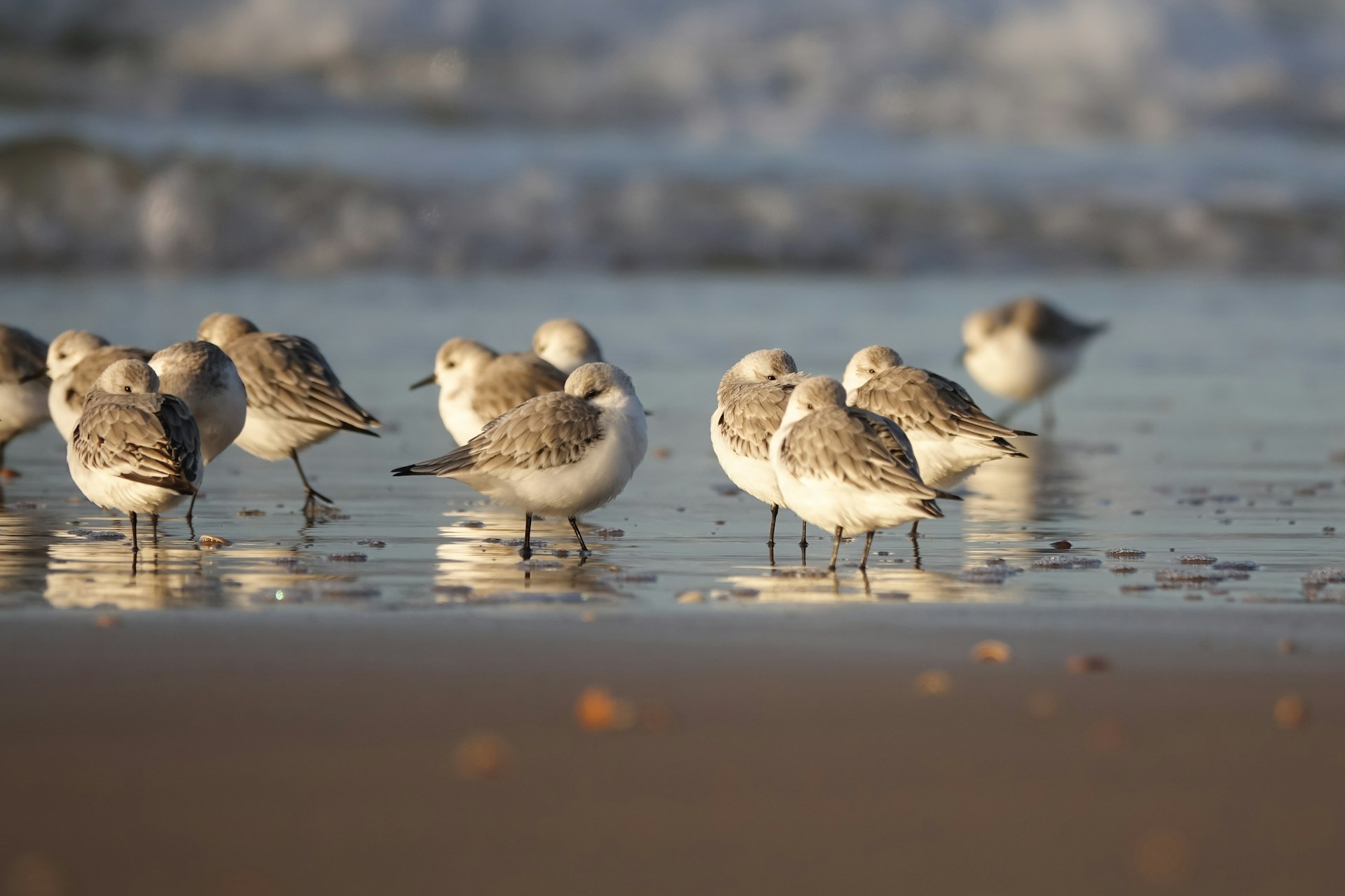Restaurant pour groupe Berck Hauts-de-France