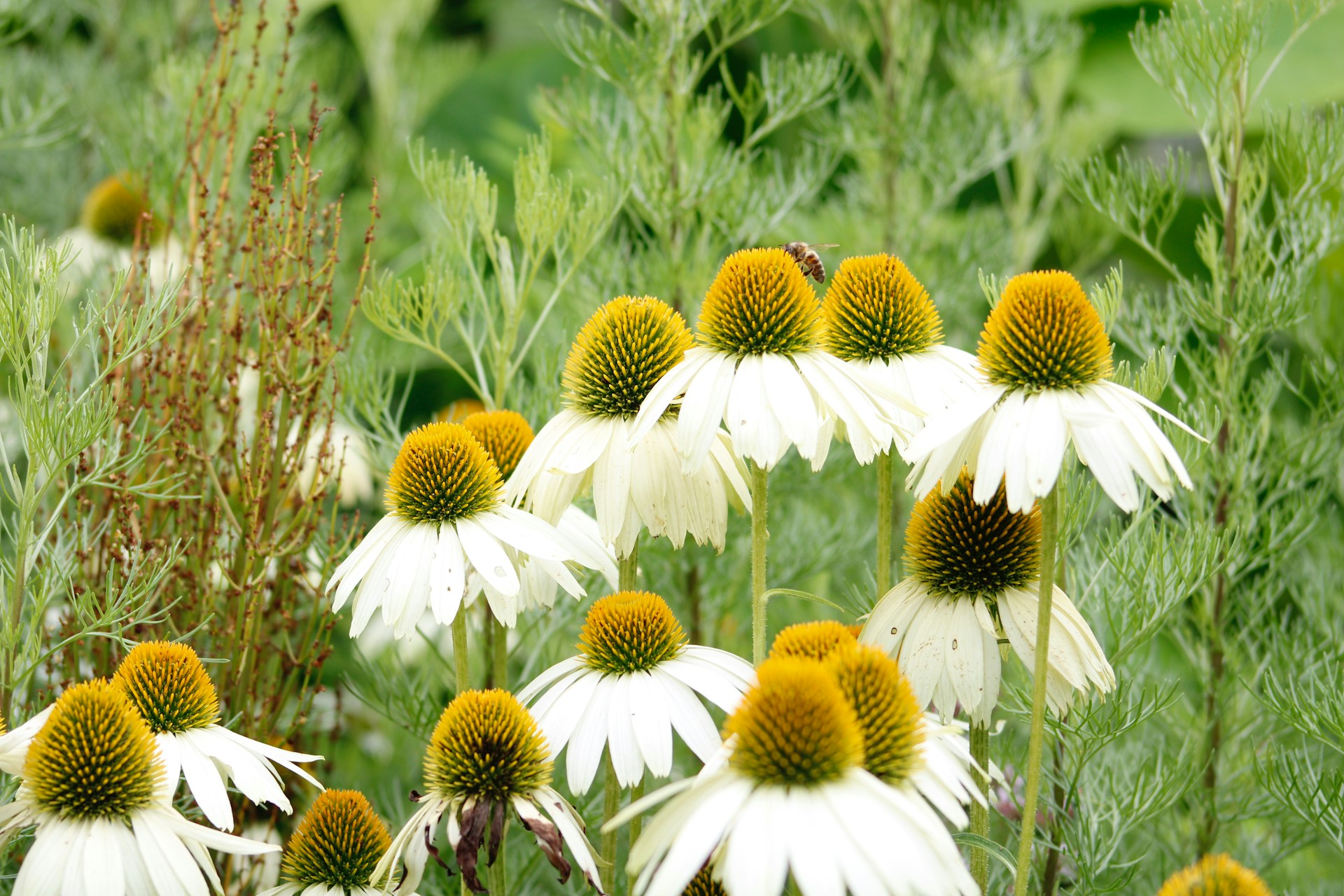 Restaurant pour groupe Sedan Grand Est
